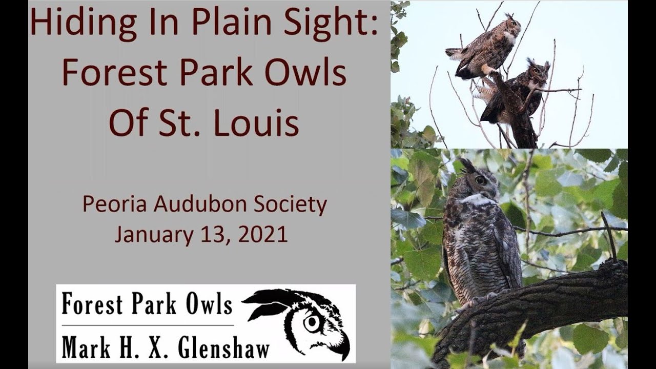 Mark Glenshaw: Forest Park Owls Of St. Louis - Hiding In Plain Sight ...