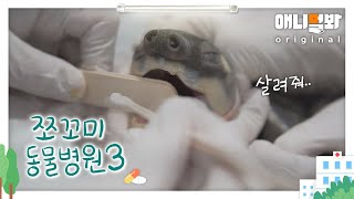 쪼꼬미 동물병원 시즌3 4화 (내원환자 : 돼지코 거북이 꼬부기님)ㅣPig-Nosed Turtle Visits the Hospital Due to a Burn