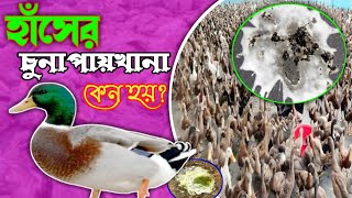 হাঁসের চুনাপায়খানা কেন হয় এবং সমাধান কি ? পাতলা পায়খানা / #হাঁস  MITU DUCK FARM'S