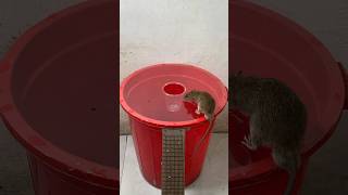 I used an old plastic bucket to make this mousetrap idea #mousetrap #rattrap#shorts