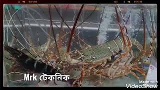 রকস্টার ও চিংড়ি মাছের প্রেম বন্ধন দেখে নিন।  Rockster \u0026 shrimp.