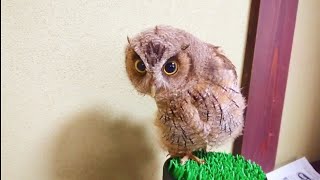 かわいい鳴き声の赤ちゃんフクロウ　Little cute owl