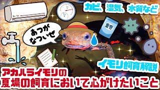 【飼育解説】イモリの夏場の飼育において心がけたい注意点 #ゆっくりアカハライモリ日記 145