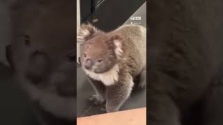 Does anyone want a pina-koala? Koala found wandering in Adelaide bottle-o