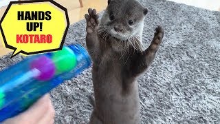 カワウソ コタロー　おもちゃの鉄砲を見せてみた　Kotaro the Otter loves to play with Ping Pong Ball Shooter