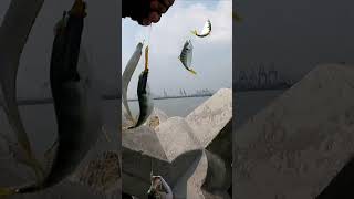 Mancing tanpa umpan anti boncos #fishing #sabiki #mancingmania