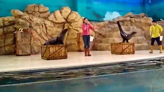 ★最前列からアシカショー【ミスが微笑ましい】鳥羽水族館★