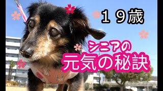 ももとの日々＃205 19歳8カ月シニア犬とシニア夫婦の元気の秘訣