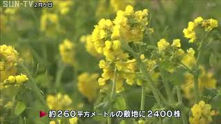 淡路市 明石海峡公園で寒咲きナノハナが見頃