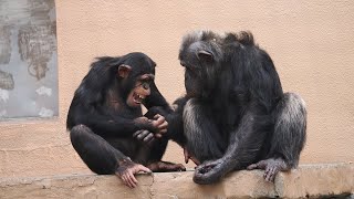 ギンジはパパと遊びたい、パパはいまいち、いえいえノリノリです。（Ginji wants to play with his dad.）　八木山動物公園　チンパンジー　202204