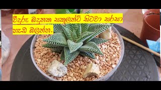 Haworthia repotting and decorating ,නිවස අලංකාර කර ගැනීමට විසිතුරු පැල මල් පෝච්චි