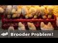 Brooder PROBLEM Linger Grazing - June 2021