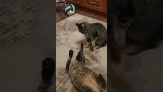 Ловкие забияки #song #music #cat #funny #природные