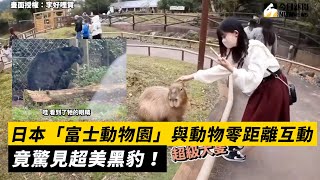 日本「富士動物園」與動物零距離互動 竟驚見超美黑豹！｜小編特搜｜NOWnews