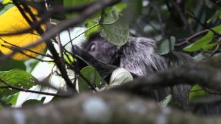 Silvery Lutung - Silvered Leaf Monkey