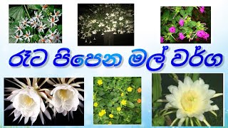 Flowers that bloom at night, great 1 - 5 Parisaraya,  1 - 5 වසර  පරිසරය,රෑට පිපෙන මල් වර්ග.