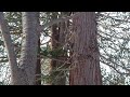 20241227 北海道神宮のエゾリス　 北海道　 北海道神宮 エゾリス　 動物　 雪　 かわいい