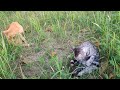 2024.8.13 猫巡り 公園の茶トラとサバトラ 草むらで毛繕い中