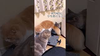 3兄弟の会話がオモロ🤣【関西弁猫】#shorts #shortvideo #cat  #猫 #ねこ #アフレコ #ネコメディー #コント #漫才 #猫のいる暮らし #関西弁