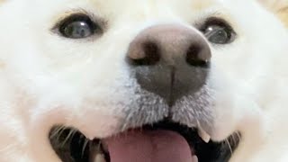 いたずらを一通りやりきってキラキラしてる柴犬