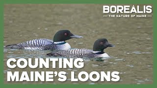 How many loons are in Maine? This annual count keeps track | Borealis