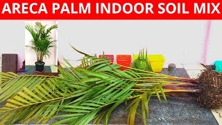 Areca palm potting soil to grow in indoor