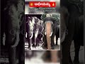 1977 45 ವರ್ಷ ಹಳೆಯ ಪೋಟೋ.. ಅಭೀಮನ್ಯು shorts abhimanyu elephant kannada wildlife elephante