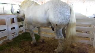 Cavalo Percheron - Criação de Cavalos - Efapi 2013