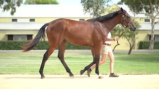 Lot 598 National Defense x Ladder - Inglis Premier 2022