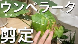 ウンベラータの剪定。7月、直射日光当て過ぎたよ