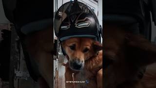 #pochi #pepe #popop #狗 #可愛的狗 #สุนัข #कुत्ता #犬 #개 #perro #chó #köpek #satnite #bikerider #anakmotor