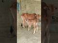 cow  #cow #cowbazar #cattlemarket #cowmandi #cowhaat