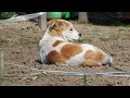 広島県の野良犬　起きてまた寝る犬