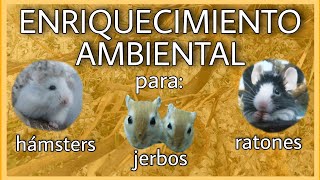 Todo lo que NECESITAS saber del ENRIQUECIMIENTO AMBIENTAL para JERBOS, HÁMSTERS y RATONES