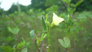 ঢেঁড়স ফুল