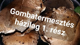 Gombatermesztés házilag 1.rész