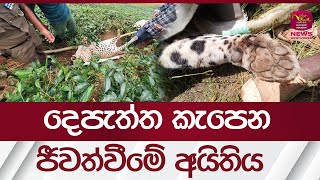 දෙපැත්ත කැපෙන ජීවත්වීමේ අයිතිය | #rupavahininews