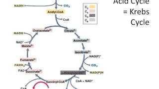 bio367 metabolism biochemistry 1c Krebbs