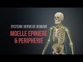 Système nerveux humain - Moelle épinière et périphérie (Animation)