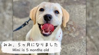 【ラブラドール子犬】みみ、生まれて5ヶ月になりました/Labrador Mimi is 5 months old #36