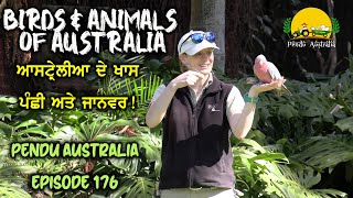 ਆਸਟ੍ਰੇਲੀਆ ਦੇ ਖਾਸ ਪੰਛੀ ਅਤੇ ਜਾਨਵਰ  Special Bird and Animals of Australia ~ Pendu Australia Episode 176