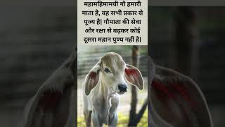 गौसेवा से बढ़कर कोई दूजा पुण्य कार्य नहीं है। #gaumata #shopforcows #गौमाता #shorts #reels #viral