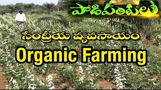 Organic Farming By Khammam Farmer | Paadi Pantalu | Express TV