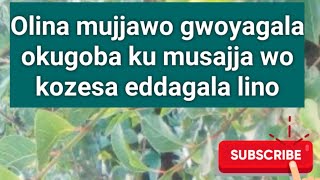 Eddagala lirino eligenda okugoba mujjawo kubaawo