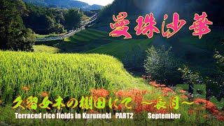 【ドローン４K空撮：MAVIC AIR2】久留女木の棚田にて〜長月〜曼珠沙華　　Terraced rice fields in Kurumeki   PART2　　September