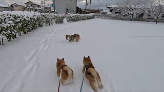 2025年2月27日(木) なにかを聞きつけたモモさんが突然左にハンドルを切ったと思ったら