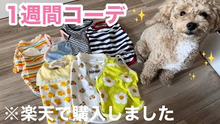 【マルプー】楽天で犬用洋服買ってみた！！！ちくわの1週間コーデ？