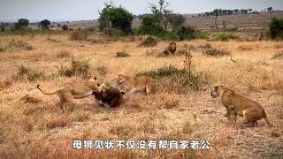 【動物世界】罕見的一幕，母獅為了保護花豹，對抗雄獅|動物世界|野生動物||人與自然|