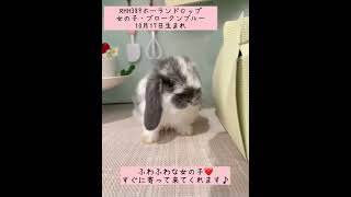 うさぎベビーちゃん🐰💓【枚方店】#shorts