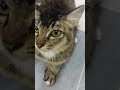 Comel kan kucing ni..aku jumpa kat masjid negeri sembilan